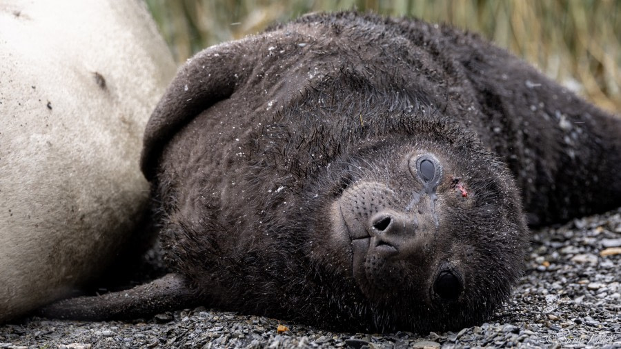 OTL21-22, Day 7, Elephant Seal pup © Sara Jenner - Oceanwide Expeditions.jpg