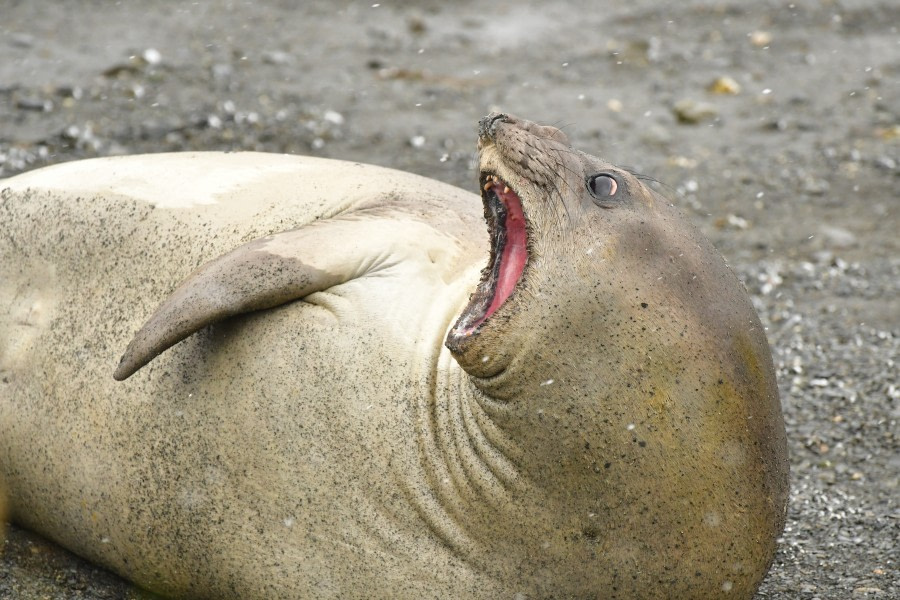 OTL21-22, Day 7, Female elephant seal - Hazel Pittwood © Hazel Pittwood - Oceanwide Expeditions.JPG