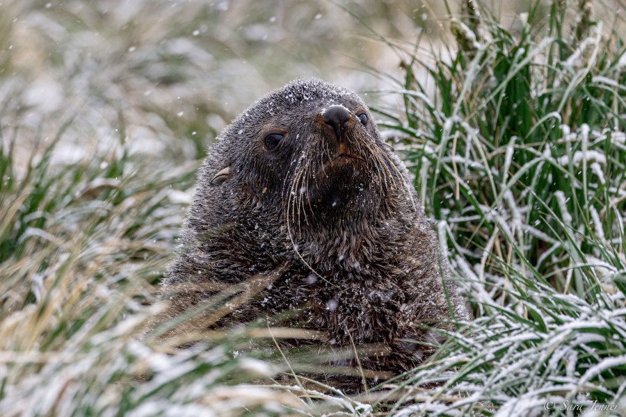 OTL21-22, Day 7, Fur Seal 5 © Sara Jenner - Oceanwide Expeditions.jpg