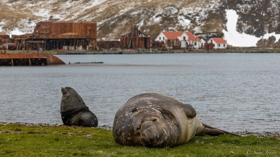 OTL21-22, Day 7, Gryviken 1 © Sara Jenner - Oceanwide Expeditions.jpg