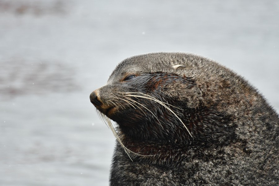 OTL21-22, Day 7, Male fur seal - Hazel Pittwood © Hazel Pittwood - Oceanwide Expeditions.JPG