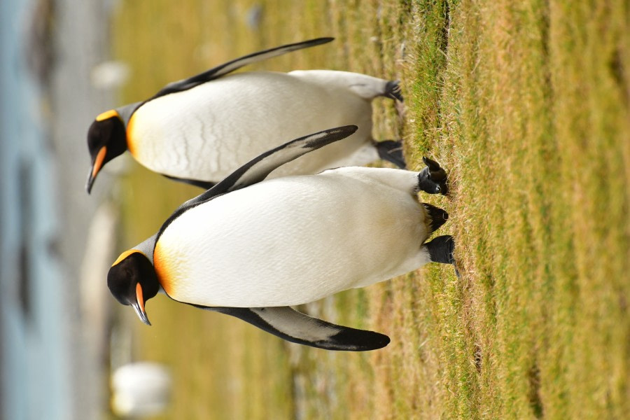 OTL21-22, Day 8, King penguins - Hazel Pittwood © Hazel Pittwood - Oceanwide Expeditions.JPG