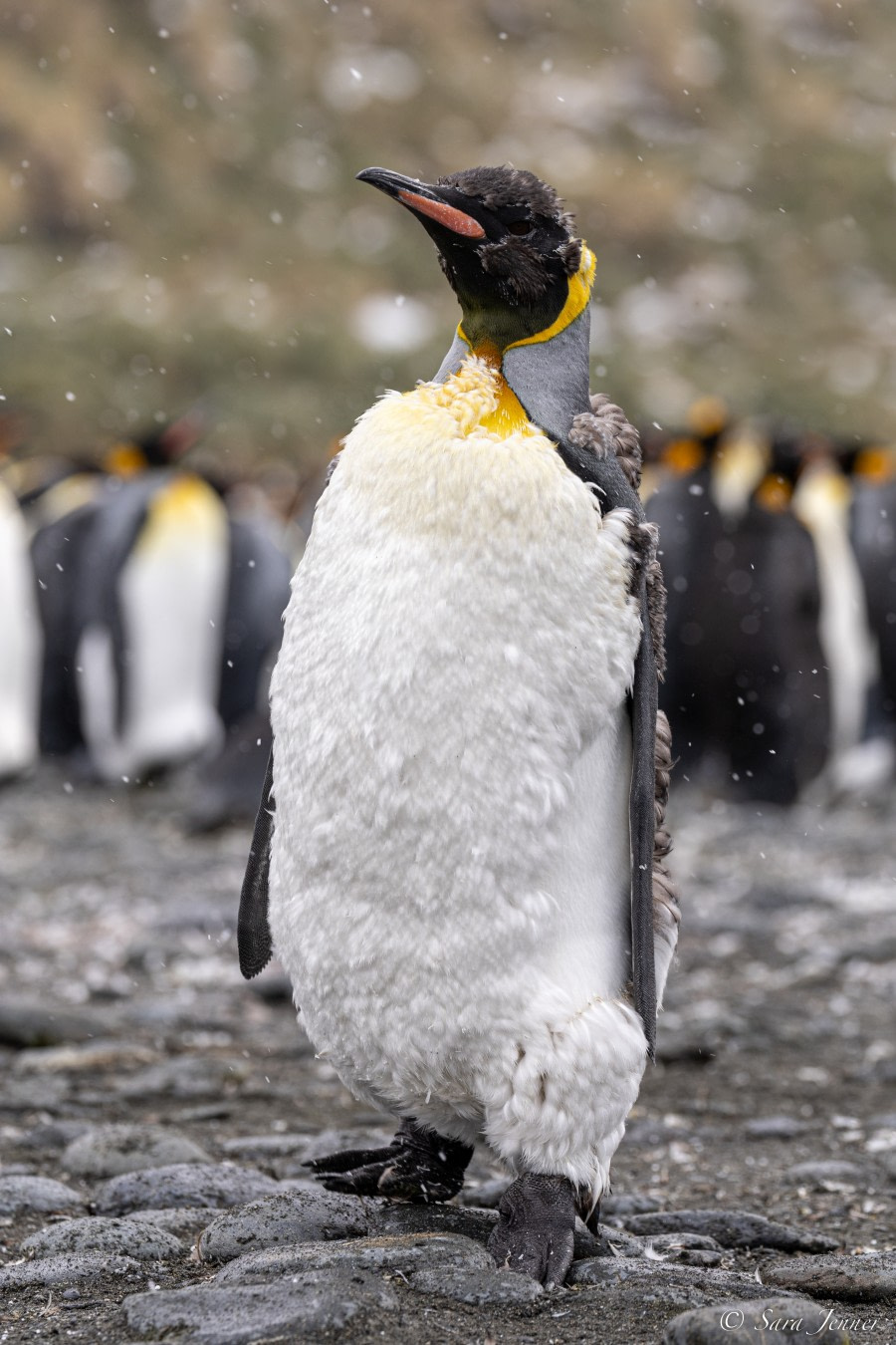 OTL21-22, Day 9, Gold Harbour 4 © Sara Jenner - Oceanwide Expeditions.jpg