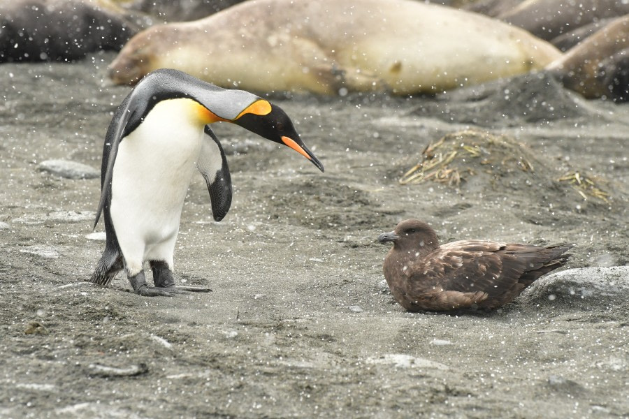 OTL21-22, Day 9, King penguin and skua 2 - Hazel Pittwood © Hazel Pittwood - Oceanwide Expeditions.JPG