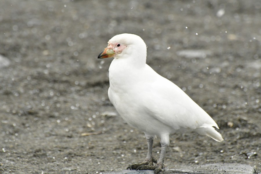 OTL21-22, Day 9, Snowy sheathbill - Hazel Pittwood © Hazel Pittwood - Oceanwide Expeditions.JPG