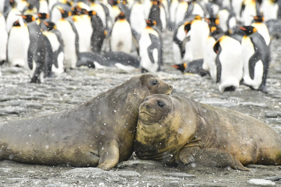 OTL21-22, Day 9, Weaner snuggles - Hazel Pittwood © Hazel Pittwood - Oceanwide Expeditions.JPG