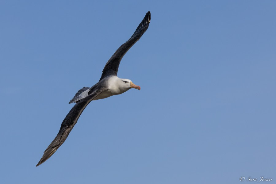 OTL21-22, Day 11, Black browed 2 © Sara Jenner - Oceanwide Expeditions.jpg