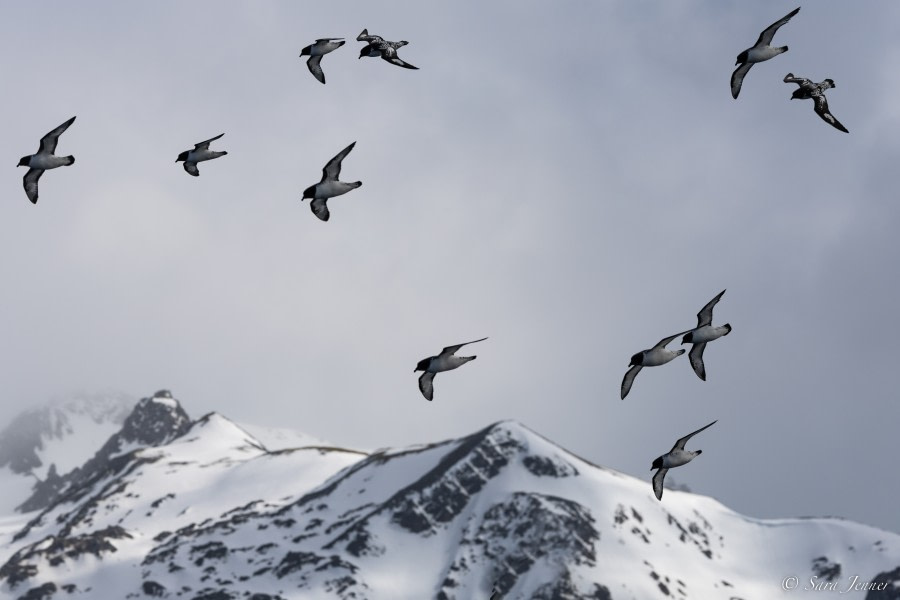 OTL21-22, Day 14, Elephant Island 2 © Sara Jenner - Oceanwide Expeditions.jpg