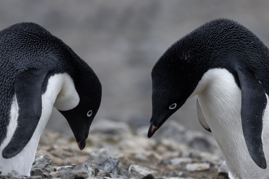 Antarctic Sound & Devil Island, Antarctica