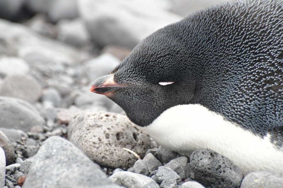 OTL21-22, Day 16, Adelie close up © Hazel Pittwood - Oceanwide Expeditions.JPG