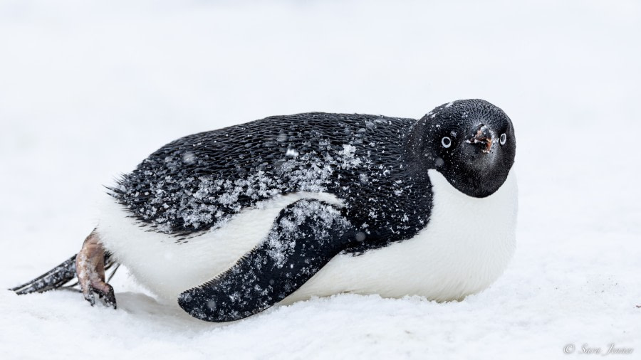 OTL21-22, Day 16, Adelie Penguin 1 © Sara Jenner - Oceanwide Expeditions.jpg