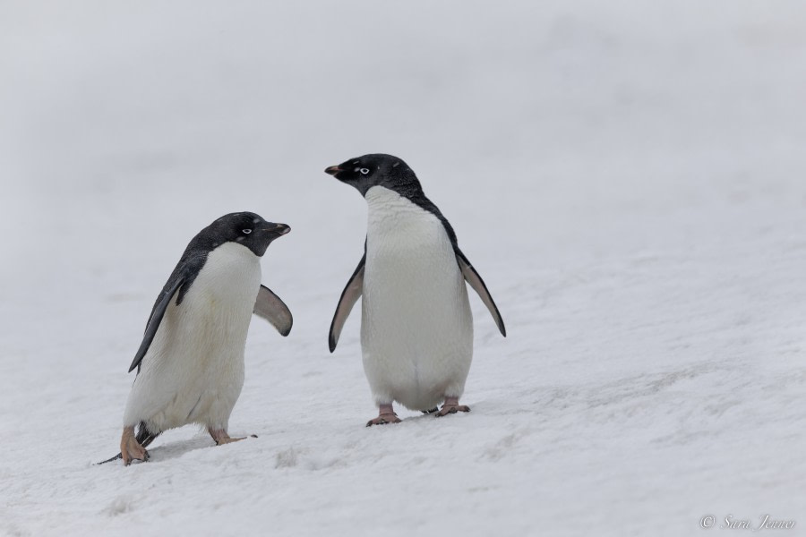 OTL21-22, Day 16, Adelie Penguin 4 © Sara Jenner - Oceanwide Expeditions.jpg