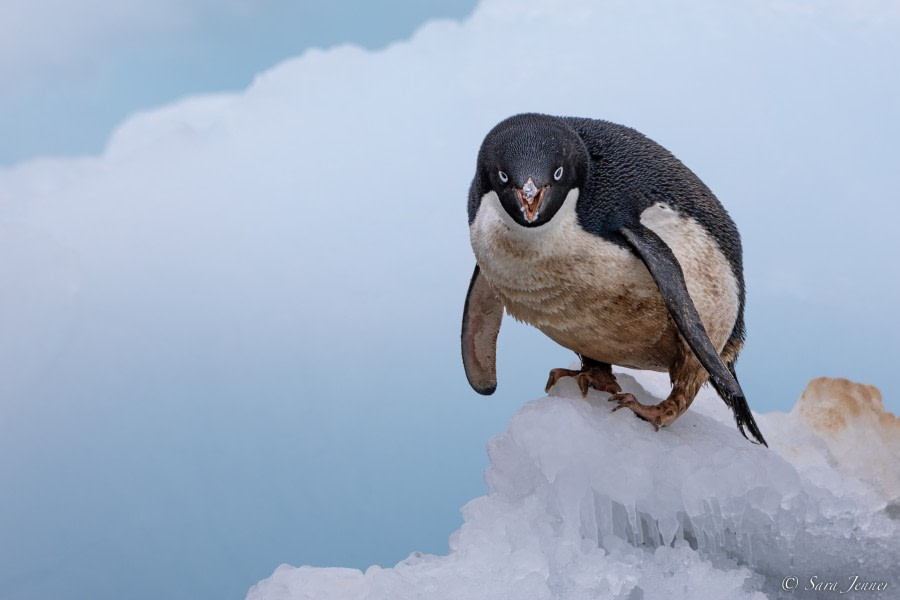 OTL21-22, Day 16, Adelie Penguin 9 © Sara Jenner - Oceanwide Expeditions.jpg