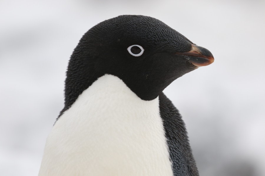 OTL21-22, Day 16, ADELIE_PENGUIN © Regis Perdriat - Oceanwide Expeditions.jpg