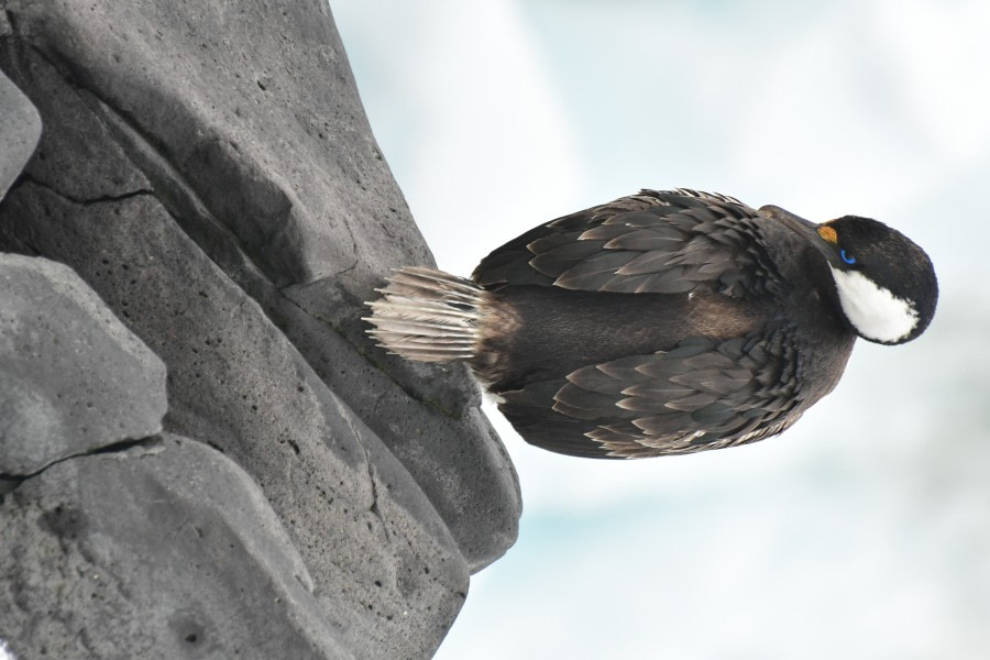 OTL21-22, Day 16, Blue-eyed shag © Hazel Pittwood - Oceanwide Expeditions.JPG