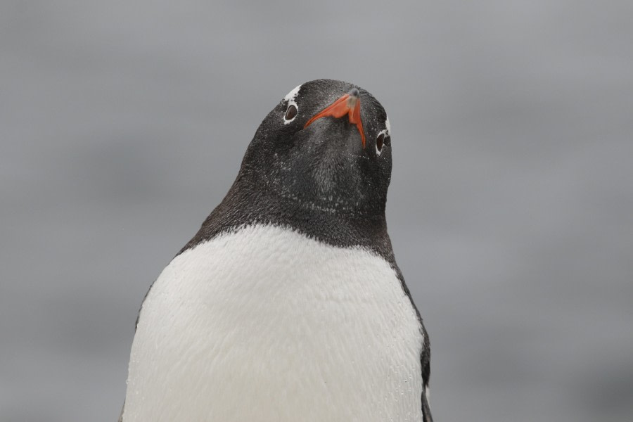 OTL21-22, Day 16, GENTOO_PENGUIN © Regis Perdriat - Oceanwide Expeditions.jpg