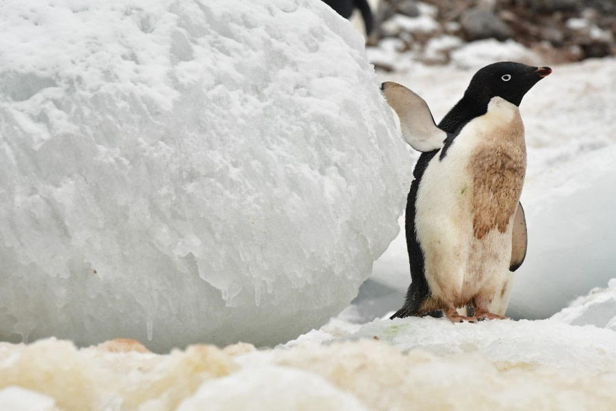 OTL21-22, Day 16, This is MY ice block © Hazel Pittwood - Oceanwide Expeditions.JPG