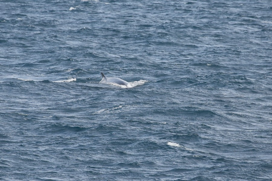 OTL21-22, Day 17, FIN_WHALE © Regis Perdriat - Oceanwide Expeditions.jpg