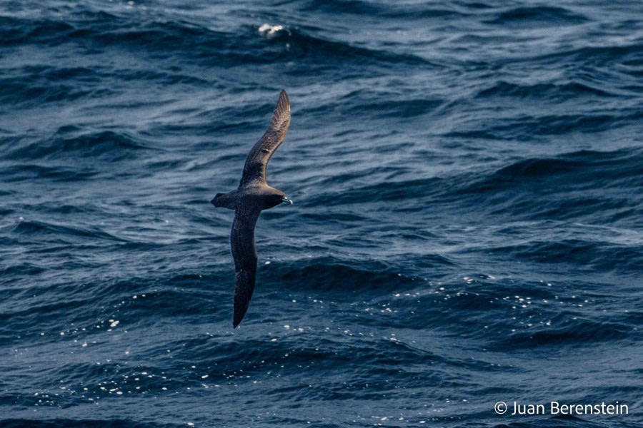 Cierva Cove and Bransfield Strait, Antarctica