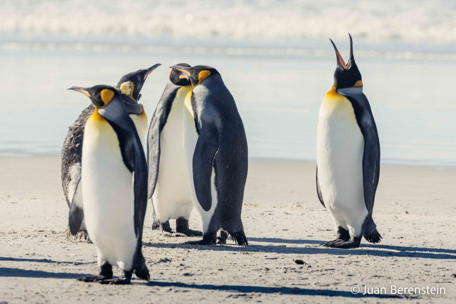 Carcass and Saunders Islands - Falkland Islands