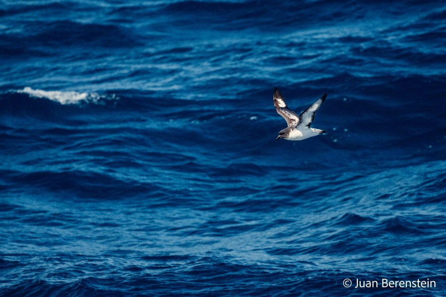 HDS21-22, Day 7, 2B5A0039 © Juan Berenstein - Oceanwide Expeditions.jpg