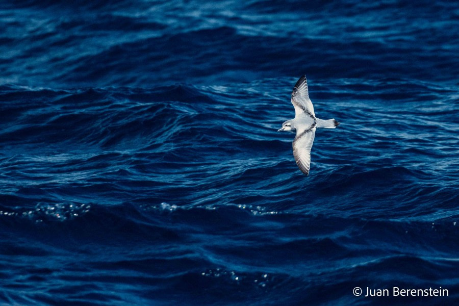 HDS21-22, Day 7, 2B5A0076 © Juan Berenstein - Oceanwide Expeditions.jpg