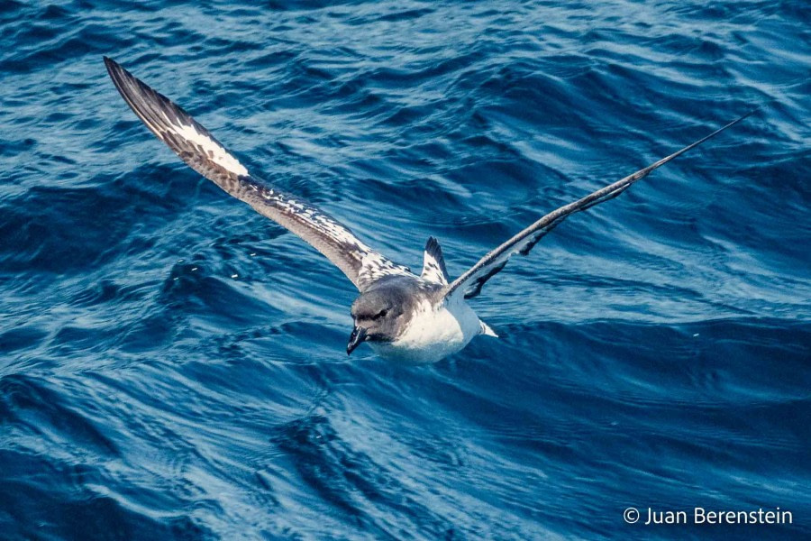 HDS21-22, Day 7, 2B5A0141 © Juan Berenstein - Oceanwide Expeditions.jpg