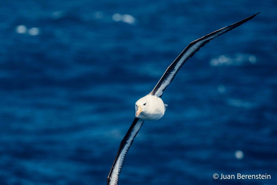 HDS21-22, Day 7, 2B5A9777 © Juan Berenstein - Oceanwide Expeditions.jpg