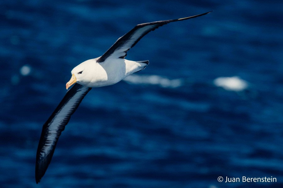 HDS21-22, Day 7, 2B5A9782 © Juan Berenstein - Oceanwide Expeditions.jpg