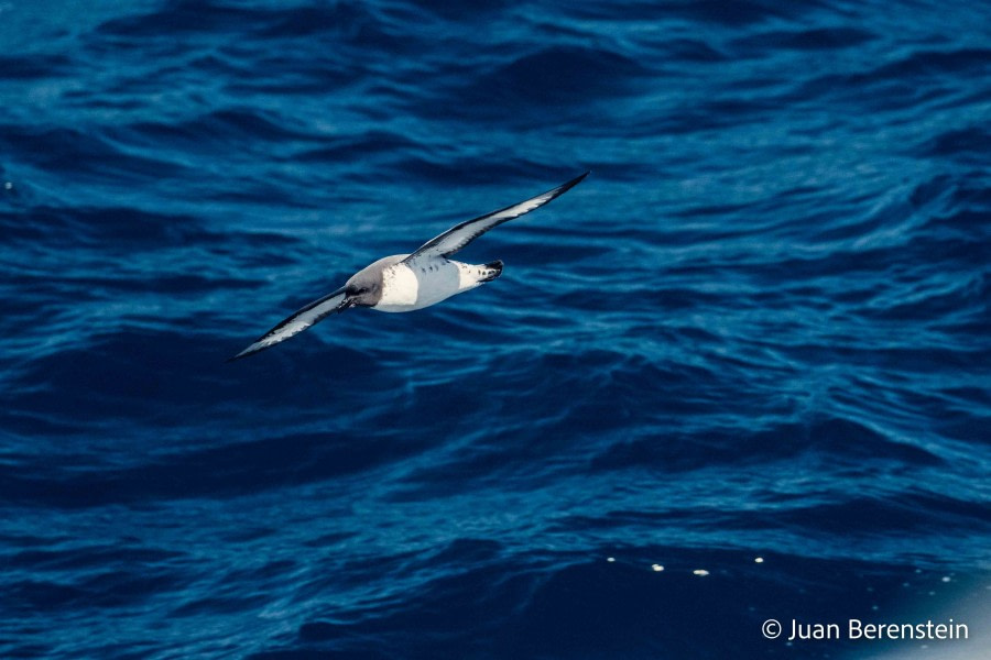 HDS21-22, Day 7, 2B5A9813 © Juan Berenstein - Oceanwide Expeditions.jpg