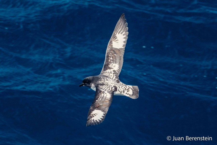 At sea on the Drake Passage towards Ushuaia