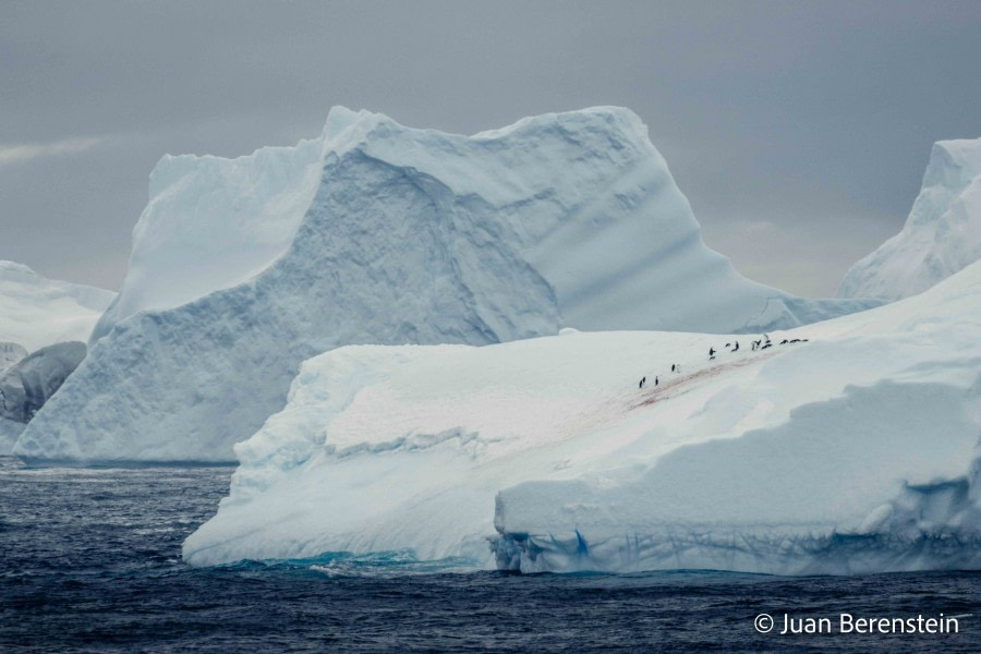 HDS21-22, Day 13, 2B5A2838 © Juan Berenstein - Oceanwide Expeditions.jpg