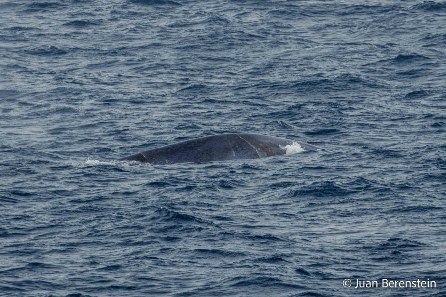 HDS21-22, Day 15, 2B5A2959 © Juan Berenstein - Oceanwide Expeditions.jpg