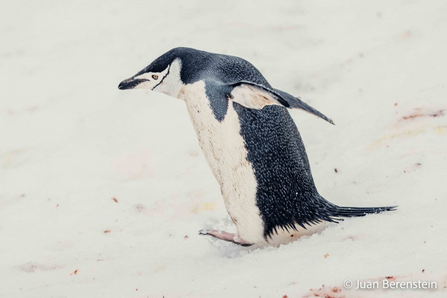 Penguin Island, South Shetland Islands & at sea