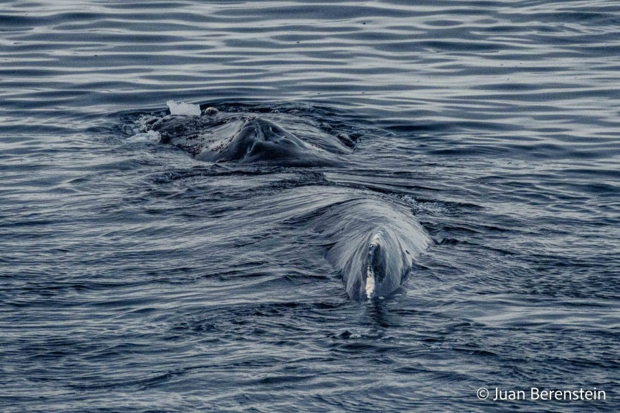 HDS21-22, Day 17, 2B5A4066 © Juan Berenstein - Oceanwide Expeditions.jpg