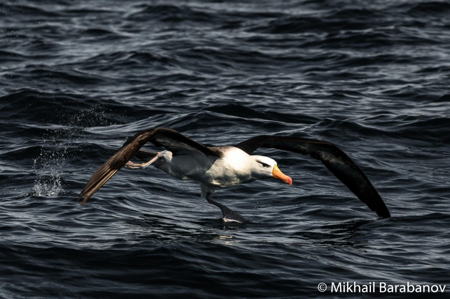 HDS21-22, 33253 © Mikhail Barabanov - Oceanwide Expeditions.jpg