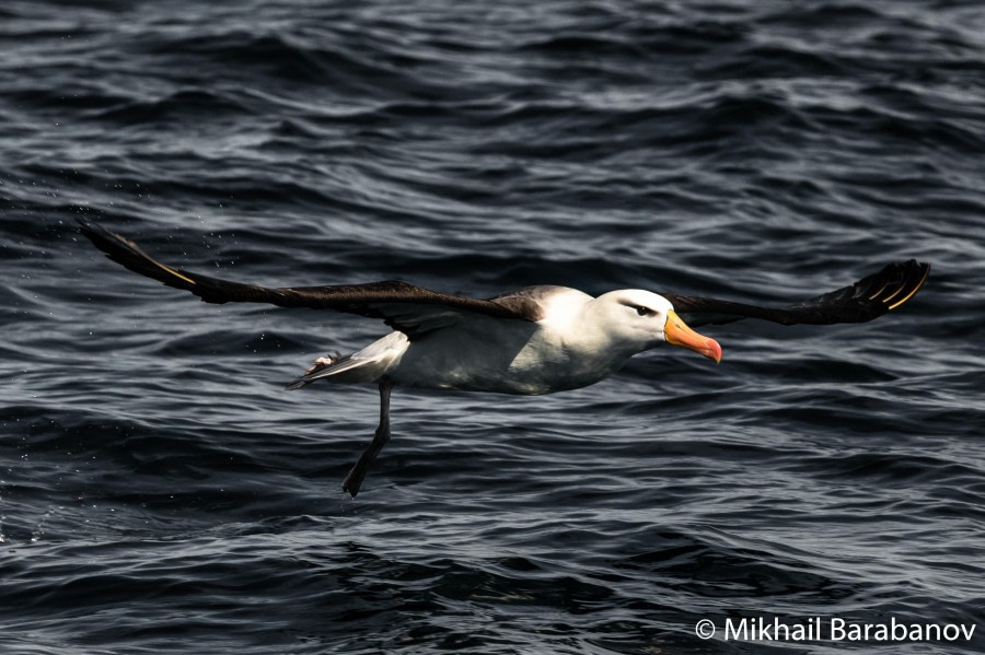 HDS21-22, 33254 © Mikhail Barabanov - Oceanwide Expeditions.jpg