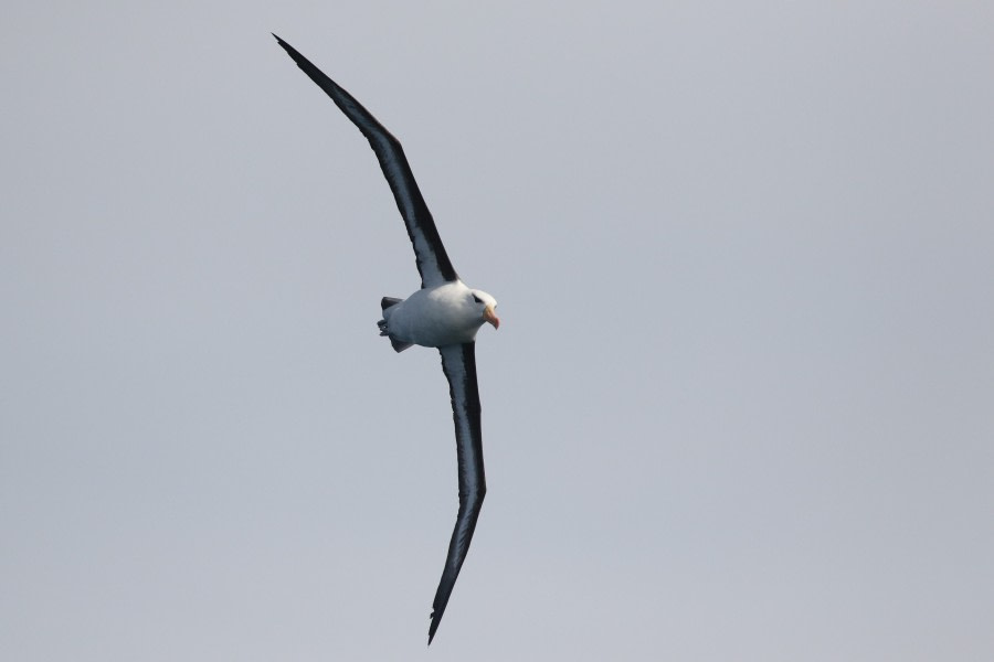 OTL22-22, Day 2, Black browed albatros (1) © Regis Perdriat - Oceanwide Expeditions.jpg