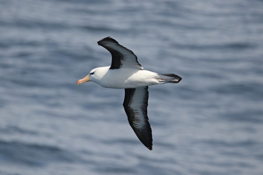 OTL22-22, Day 2, Black browed albatros (3) © Regis Perdriat - Oceanwide Expeditions.jpg