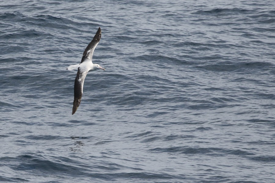 OTL22-22, Day 2, Royal albatros © Regis Perdriat - Oceanwide Expeditions.jpg