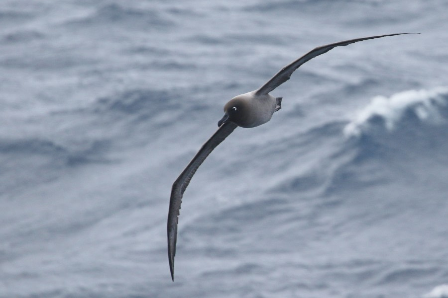 OTL22-22, Day 3, Light mantled sooty albatros (2) © Regis Perdriat - Oceanwide Expeditions.jpg