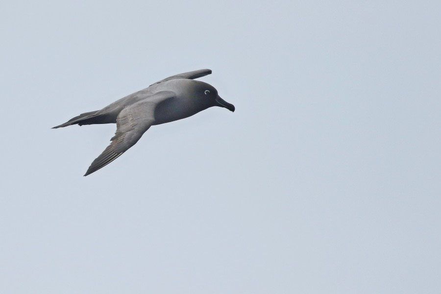 OTL22-22, Day 3, Light mantled sooty albatros (3) © Regis Perdriat - Oceanwide Expeditions.jpg