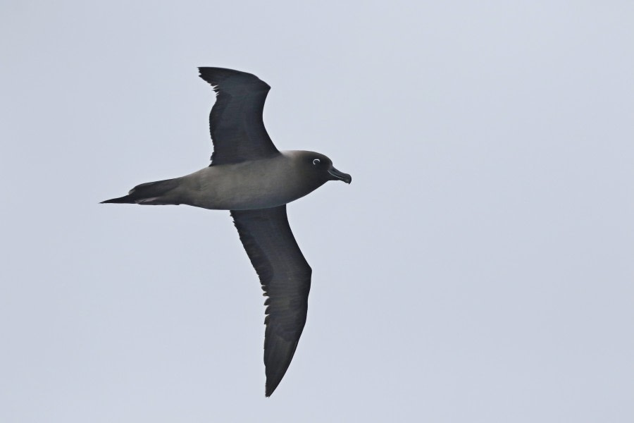 OTL22-22, Day 3, Light mantled sooty albatros (1) © Regis Perdriat - Oceanwide Expeditions.jpg