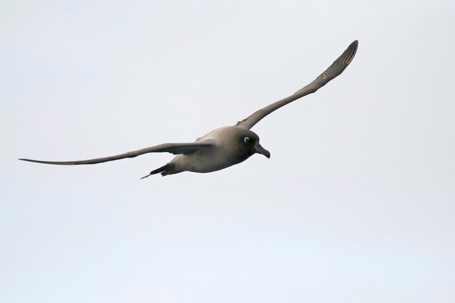 OTL22-22, Day 3, Light mantled sooty albatros (4) © Regis Perdriat - Oceanwide Expeditions.jpg