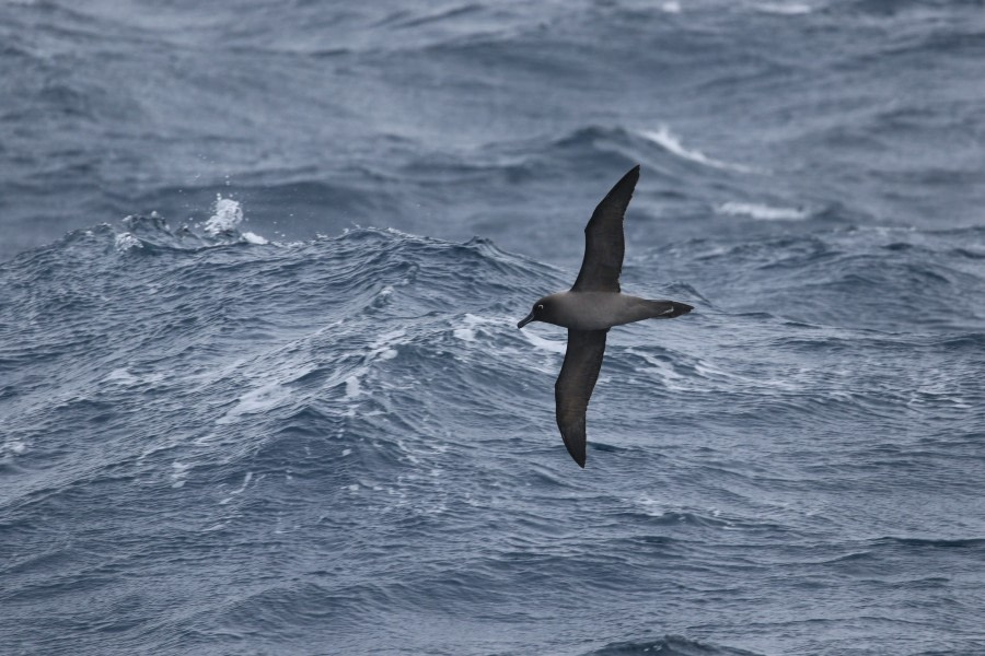 OTL22-22, Day 3, Light mantled sooty albatros (7) © Regis Perdriat - Oceanwide Expeditions.jpg