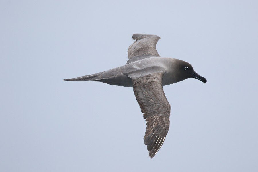 OTL22-22, Day 3, Light mantled sooty albatros (12) © Regis Perdriat - Oceanwide Expeditions.jpg