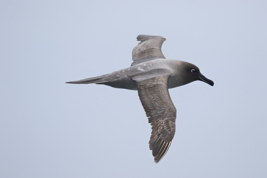 At Sea – Drake Passage