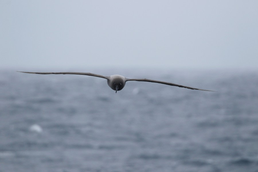 OTL22-22, Day 3, Light mantled sooty albatros (16) © Regis Perdriat - Oceanwide Expeditions.jpg