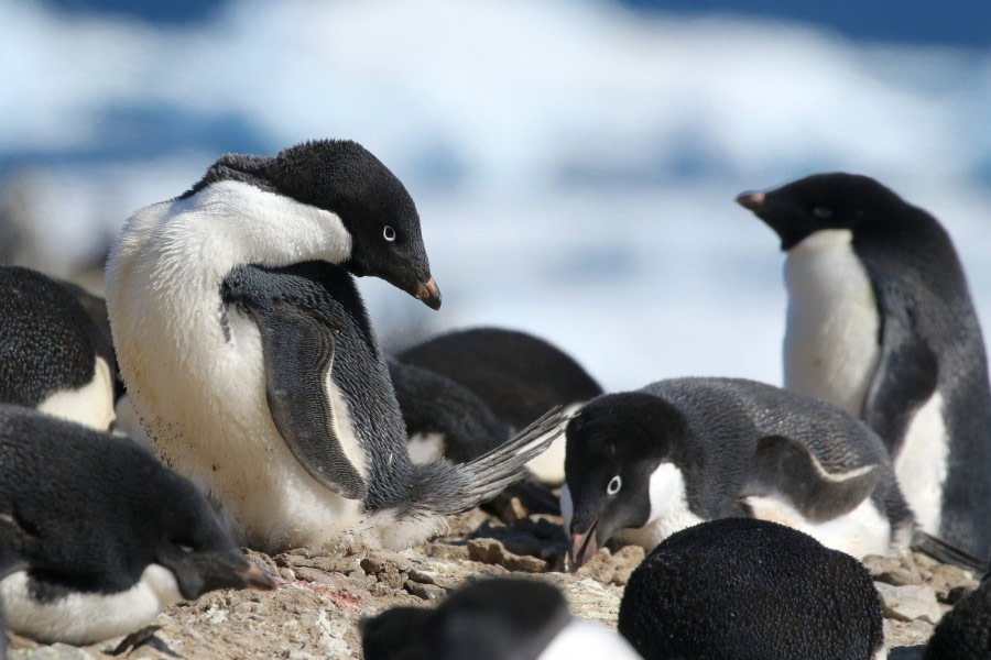 OTL22-22, Day 4, Devil island (5) © Regis Perdriat - Oceanwide Expeditions.jpg