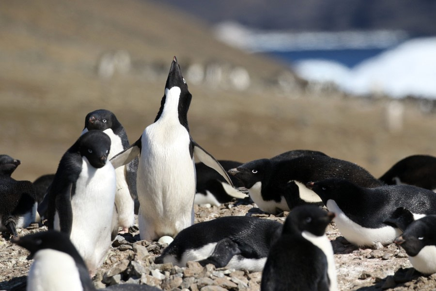 OTL22-22, Day 4, Devil island (6) © Regis Perdriat - Oceanwide Expeditions.jpg